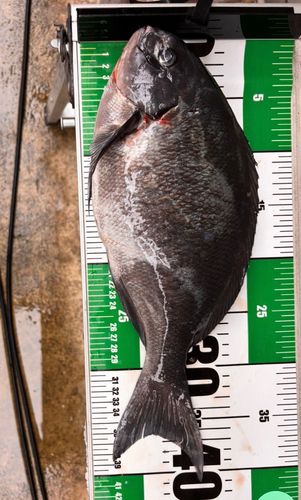グレの釣果