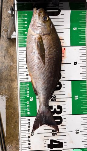 イサキの釣果