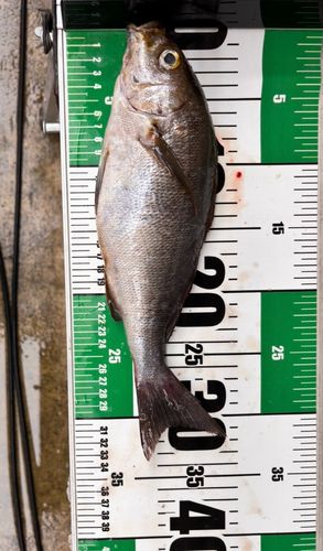 イサキの釣果