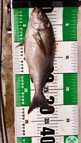 イサキの釣果