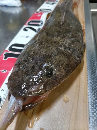 マゴチの釣果