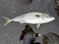 ブリの釣果