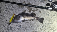 クロソイの釣果