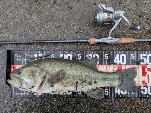 ラージマウスバスの釣果