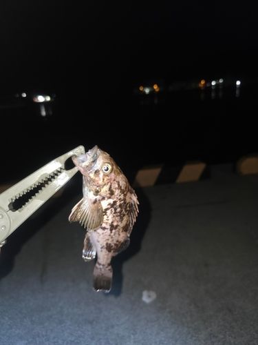クロソイの釣果