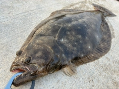 ヒラメの釣果