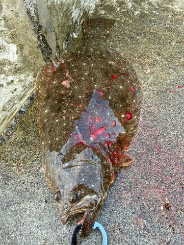 ヒラメの釣果