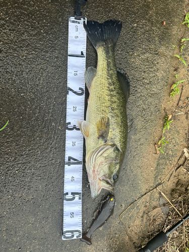 ブラックバスの釣果