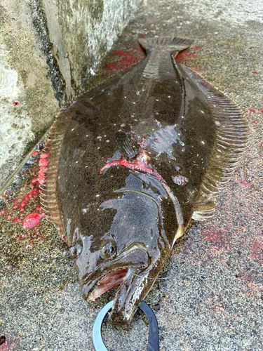 ヒラメの釣果