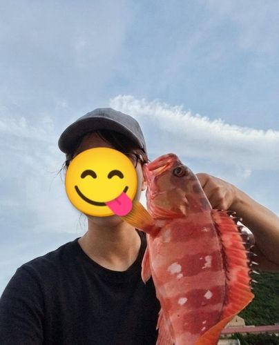 アカハタの釣果