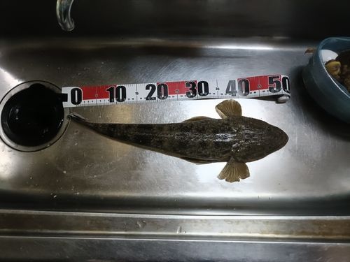 マゴチの釣果