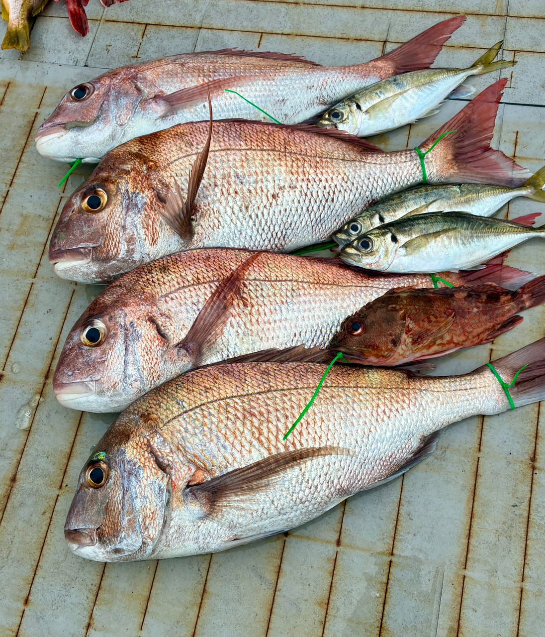 タイの釣果写真