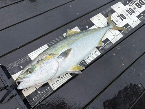 ワラサの釣果