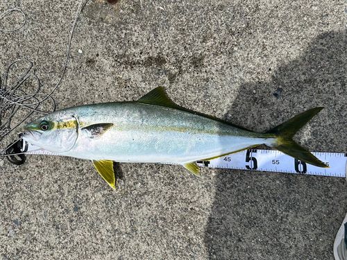 ヒラマサの釣果