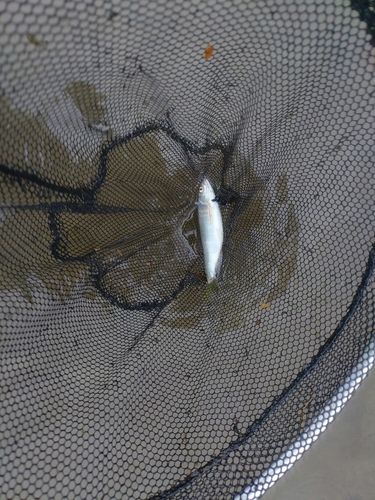 オイカワの釣果