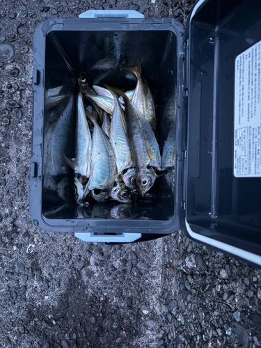 アジの釣果