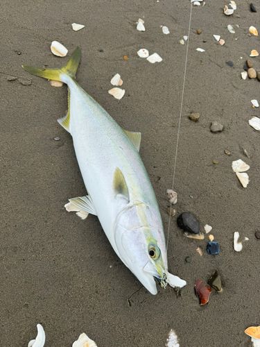 イナダの釣果