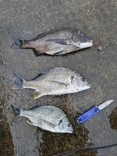 チヌの釣果