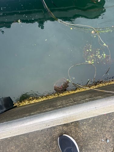 タコの釣果