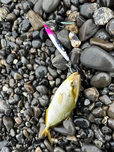 ショゴの釣果