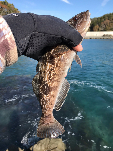 アイナメの釣果