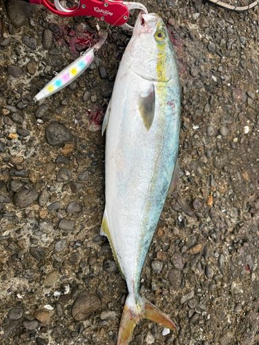メジロの釣果
