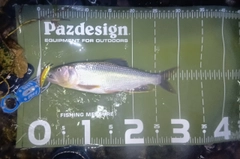 ハスの釣果