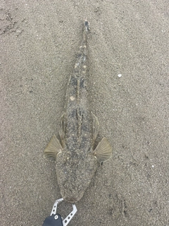 マゴチの釣果