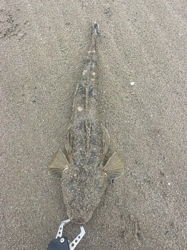 マゴチの釣果