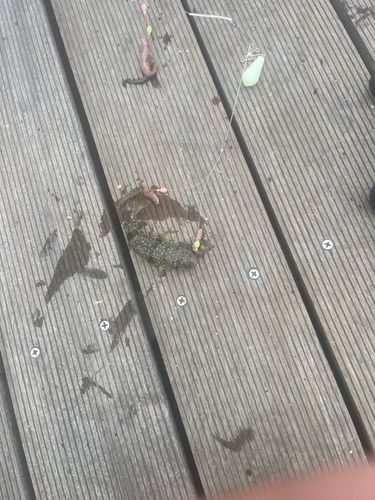 シャコエビの釣果