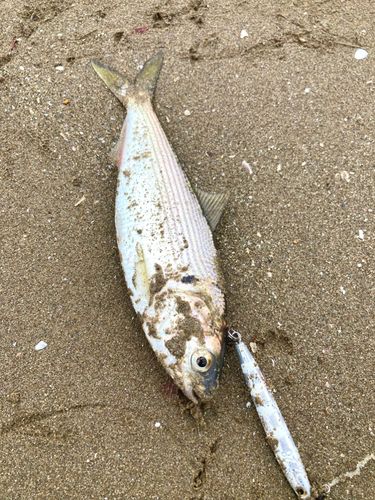 コノシロの釣果