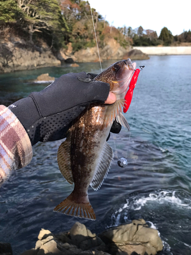 アイナメの釣果