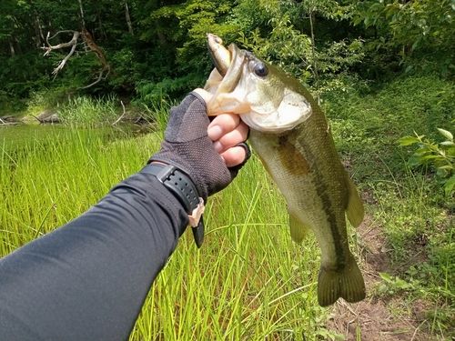 ラージマウスバスの釣果