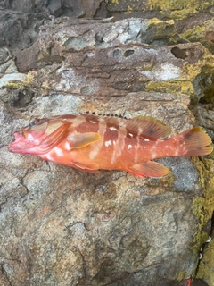アカハタの釣果