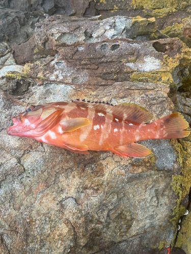アカハタの釣果