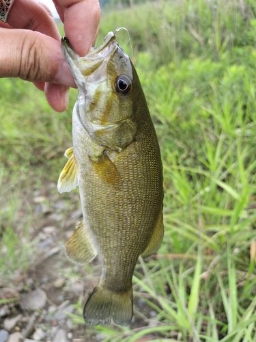 スモールマウスバスの釣果