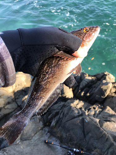 アイナメの釣果