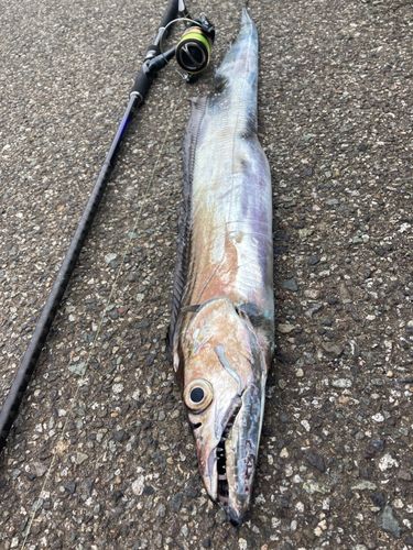 タチウオの釣果