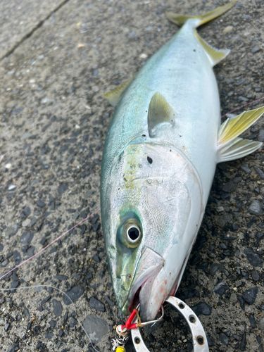 イナダの釣果