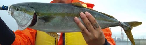 ヒラマサの釣果