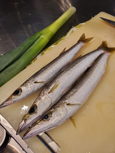 カマスの釣果