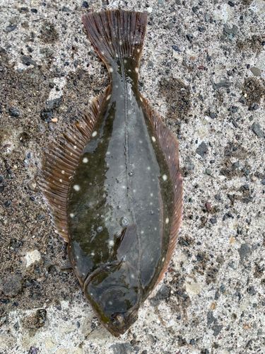 イシガレイの釣果