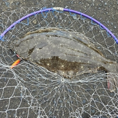 ヒラメの釣果