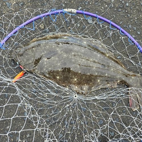 ヒラメの釣果