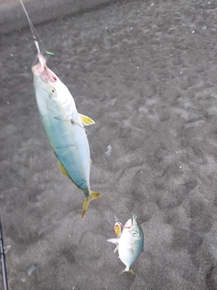 ワカシの釣果