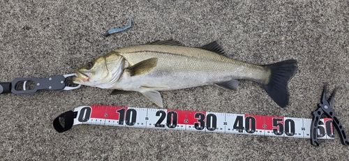 スズキの釣果
