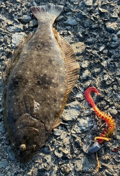 ヒラメの釣果