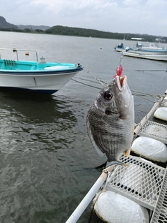 キビレの釣果