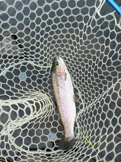 ニジマスの釣果