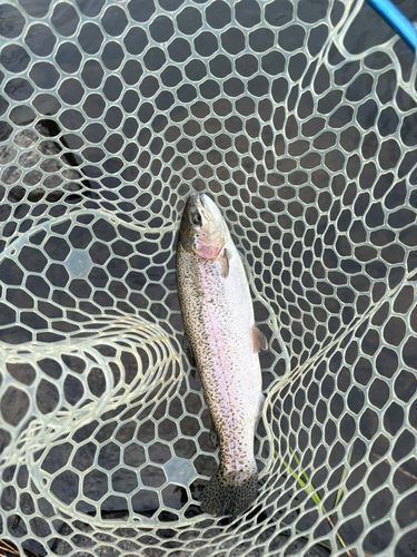 ニジマスの釣果